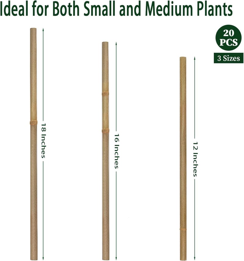 BOVITRO Plant Stakes,12 Inches Natural Garden Bamboo Sticks, 20Pcs Plant Support Stakes for Tomatoes,Beans,Vegetable and Potted Plants - Image 3